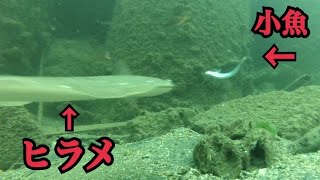 【水中映像】水中泳がせ釣りにヒラメが来たよ。