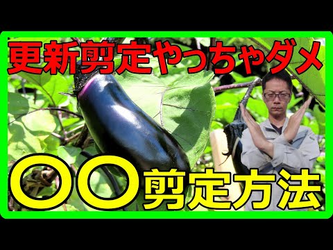 【初心者必見！】有料級！ナスの切戻し剪定と更新剪定の違いを徹底解説！