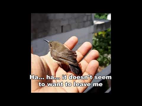 Hummingbird rescue...