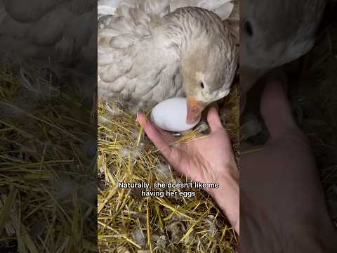 Third Week Of A Broody Goose! #broodyhen #geese #goose #duck #egg #mother #cute #shorts