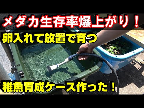 【メダカ】放置で育つ！稚魚育成ケースを作ってみた！