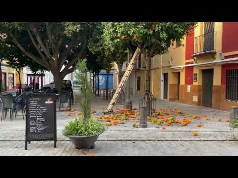 Orange - Oranges everywhere in Seville !!