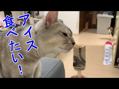 ママのアイスを狙うグレー猫のさっちゃん！おしゃべりペット