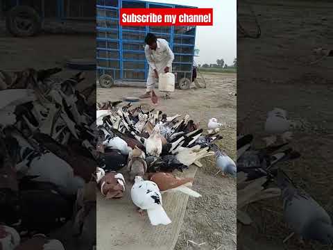 #beautiful #pigeon #bird #construction #whitepigeon #birdspecies #pigeonbreeds #kabootar #pigeonlove