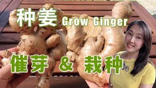 【vegetable garden】 How to grow ginger ---- germination and planting 生姜种植---- 催芽与栽种（2种催芽方法）