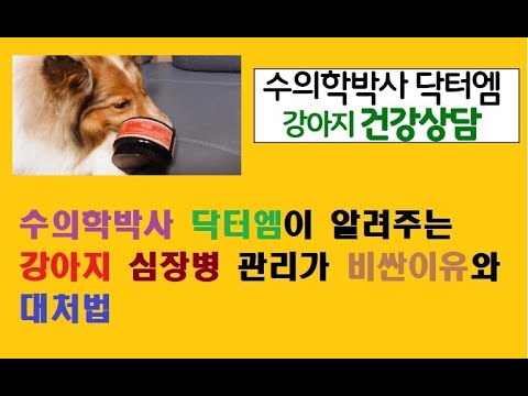 수의학박사 닥터엠이 알려주는 강아지 심장병 치료비가 비싼이유와 대처법!