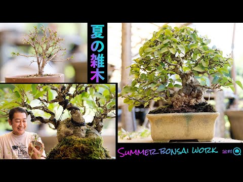 Summer work of miscellaneous bonsai! ～Zelkova, Umemodoki, Sardine～ [Bonsai Q]