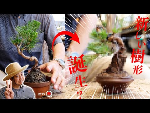 Birth of a new tree shape? Pruning of black pine [Bonsai Q]