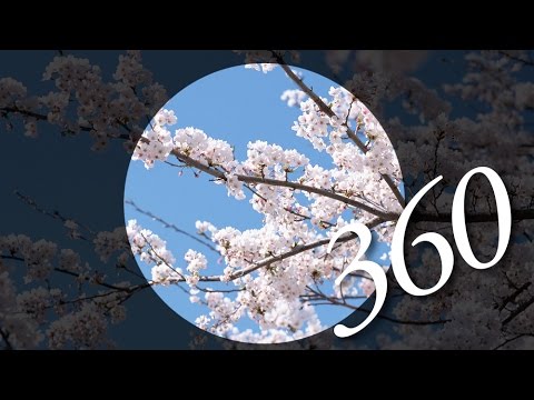 【360度動画】浜松市内の桜並木を走る