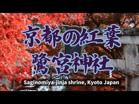 【🍁京都の紅葉🍁】秋の鷺宮神社~Saginomiya jinja shrine, Kyoto Japan~　#kyoto #京都の紅葉 #鷺宮神社