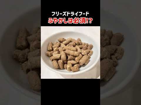 【ドッグフード】フリーズドライフードはふやかし必須！？#犬のご飯  #K9Natural