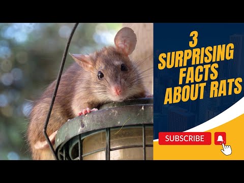 Rat Revelations : 3 Surprising Facts Rats You Need To Know