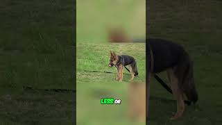 Off Leash Training  Step by Step Guide for Ultimate Control #offleashdogtraining #dogtraining