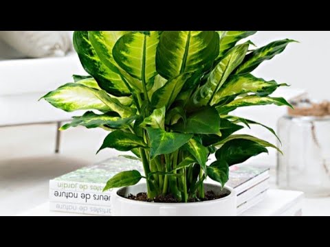 Dieffenbachia plant / dumb cane (care + season)