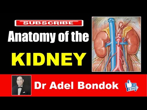 Anatomy of the Kidney, Dr Adel Bondok