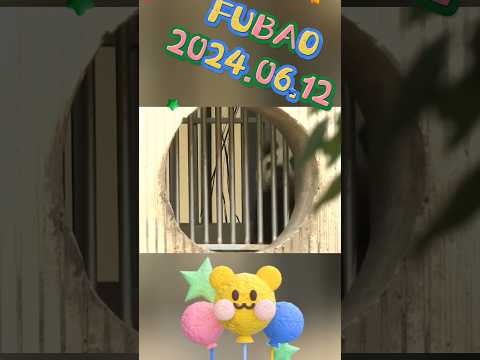 FUBAO2024.06.12 #panda #cute #fubao #animals #pets #funny #love