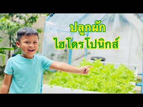 EP.3 ปลูกผักไฮโดรโปนิกส์ (Hydroponics)