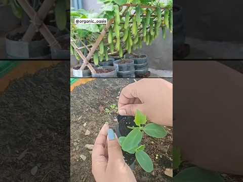 grow cucumbers at home #gardening #youtubeshorts