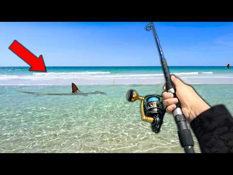 Fishing the Most SHARK INFESTED Beach in the World (Surprise Catch!)