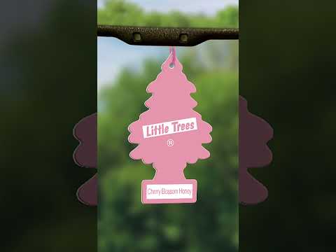 New Car Scent vs. Cherry Blossom Honey Little Trees: Smell Badness Round 9 #littletrees #snifftest