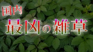 ヤブガラシが”最凶の雑草”と呼ばれる３つの理由【ゆっくり解説】