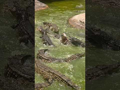 🐊 Crocodiles fighting for food 😱 #spain #torremolinos #crocodile #fight #education #wildlife #food