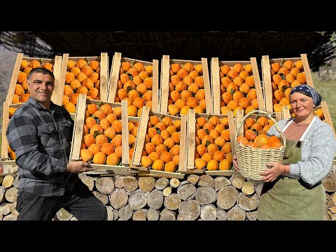 Collecting And Cooking An Incredible Dessert Of Juicy Persimmons In A Mountain Village!