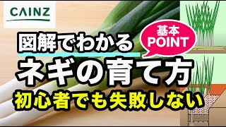 ネギ栽培｜ねぎの育て方・初心者でも安心！【カインズ野菜栽培】