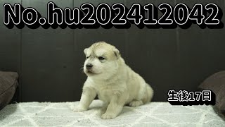 シベリアンハスキーの子犬販売 No.hu202412042 静岡県浜松市のブリーダー 2024年12月4日生 12月21日現在