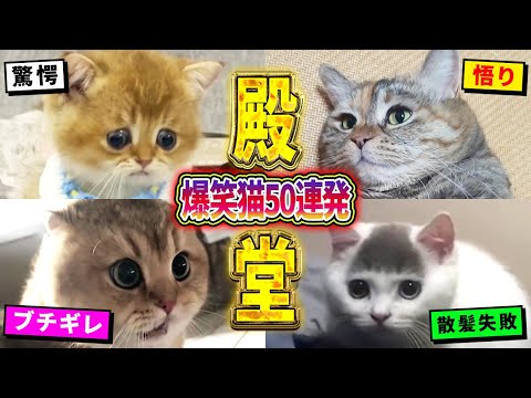 【2ch動物スレ殿堂入り猫編】ツッコミどころ満載なおもしろ猫動画50連発！Part5（鳴き声、しゃべる、子猫、かわいい）