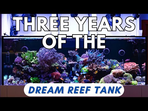 3 Years Of The Dream Reef Tank!!