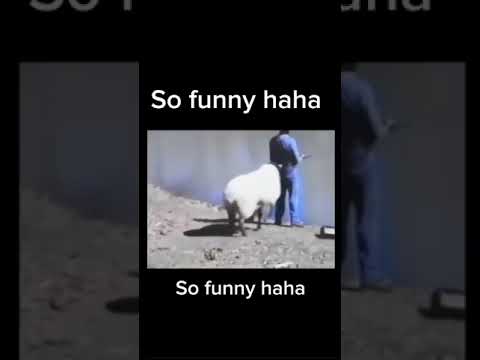 Sheep Pulls Owner Into the Water! Funniest Fishing Fail Ever! #funny