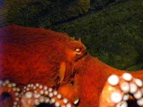 Giant Pacific Octopus at Seattle Aquarium