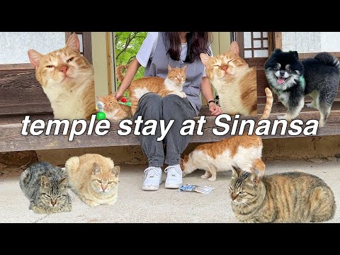 🐈  Cats and Temple StayㅣRescue Operation for 18 Stray Cats in TempleㅣTNR surgeries