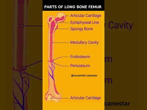 Parts of Long Bone Femur in Human Body #femur