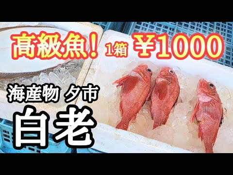 【北海道】海産物夕市🐟赤いボディーの高級魚に一目惚れ😍品数豊富で大満足！