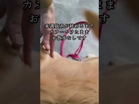 手術後のお迎え#ゴールデンレトリバー仔犬 #ゴールデン子犬 #大型犬