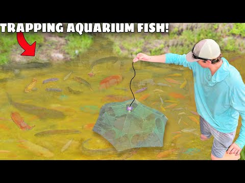 Trapping Wild AQUARIUM FISH For My BACKYARD POND!