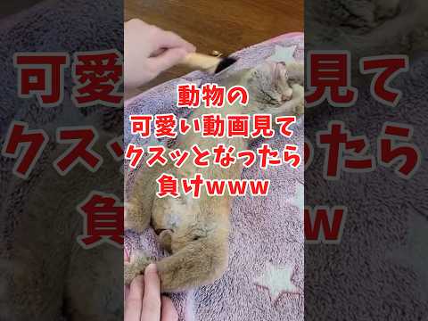 動物の面白かわいい動画見てクスッとなったら負けwww　#2ch動物スレ #動物 #猿 #shorts #2ch