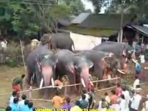 Elephant herd.flv