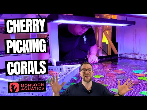 Cherry Picking From an Aussie Coral Wholesaler - Monsoon Aquatics