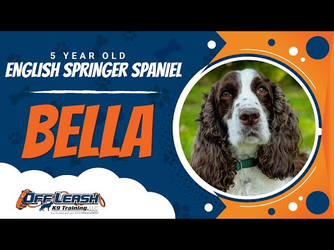 Bella | 5Yo. English Springer Spaniel | Best Dog Trainers in Arlington Va.| Off Leash K9 Training