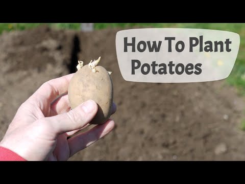 How To Plant Potatoes: Planting Potatoes On A UK Allotment.