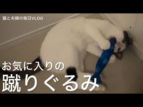 猫と夫婦の毎日VLOG#463 バァバがくれた青い魚