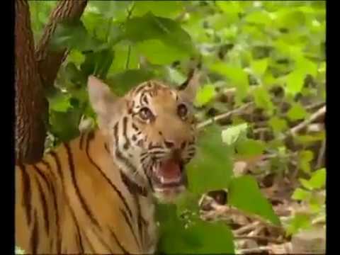 Two tiger becoming in dangers | funny video