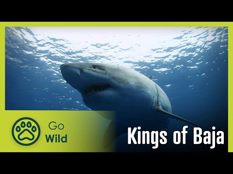 Kings of Baja | Go Wild