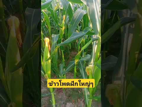 ข้าวโพดฝักใหญ่ๆ ใกล้จะได้เก็บเเล้ว