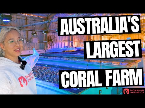 Australia's Largest Coral Farm - Full Tour!