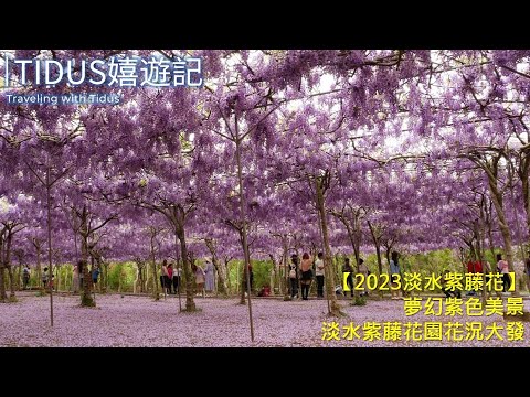 【2023淡水紫藤花】夢幻紫色美景 淡水紫藤花園花況大發