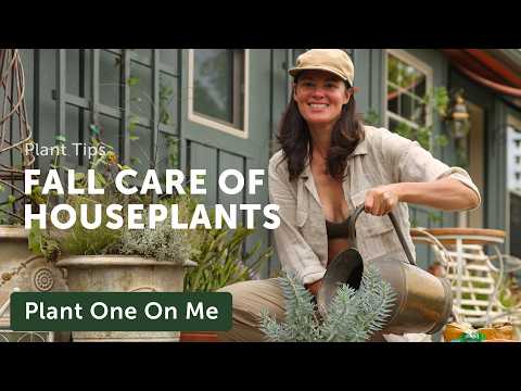 Final FALL FERTILIZING of Houseplants — Ep. 396